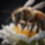 A close-up view of a bee on a flower