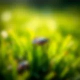 Close-up of a tick on grass Close-up view of a tick on grass
