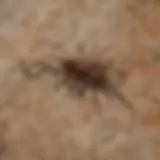 Detailed scorpion distribution map of Las Vegas