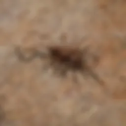 Detailed scorpion distribution map of Las Vegas