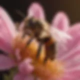 Close-up of a bee on a flower