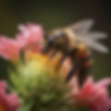 A close-up of a bee on a flower in a Pflugerville garden