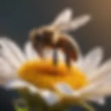 Close-up of a honeybee on a flower in Pittsburgh