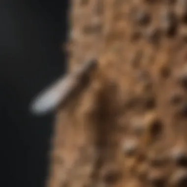 Understanding Termite Behavior Diagram illustrating termite behavior and habitats