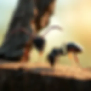 Comprehensive Guide to Carpenter Ant Inspection Summary Comprehensive Guide to Carpenter Ant Inspection Summary