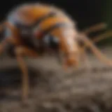 A close-up of a common pest found in Philadelphia gardens