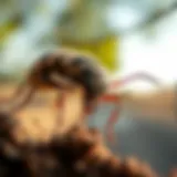 Common pests in Modesto, CA