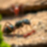 Visual representation of common pests in King George like ants and rodents