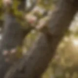 A close-up of a magnolia tree with visible pest damage