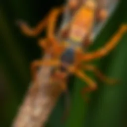 Common pests found in Santa Fe, TX