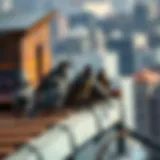 Birds nesting on a rooftop