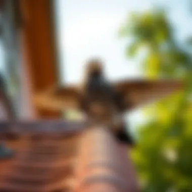 Effective bird control methods