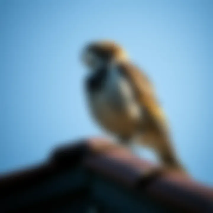 Legal considerations in bird management