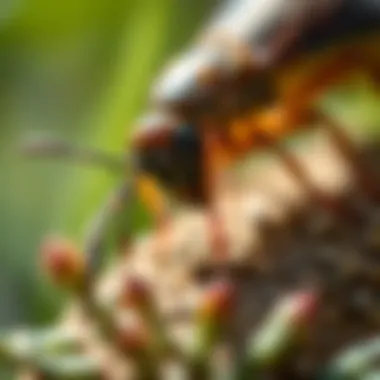 Identifying Pests in the Garden Identifying pests in the garden