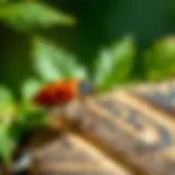 Natural ingredients for stink bug repellent