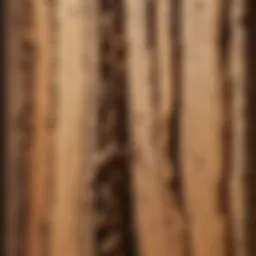 Close-up view of termite damage in wood