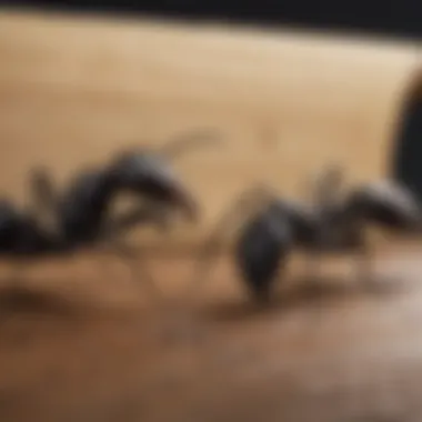 Behavioral Insights of Carpenter Ants Diagram showing the behavior of carpenter ants