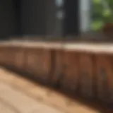 Close-up of carpenter ants on wooden surface