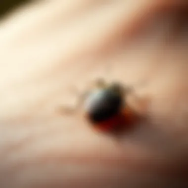 Comprehensive Insights on Bed Bug Treatment for Human Skin Summary Comprehensive Insights on Bed Bug Treatment for Human Skin Summary