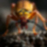 A close-up of a common pest found in Long Valley, NJ