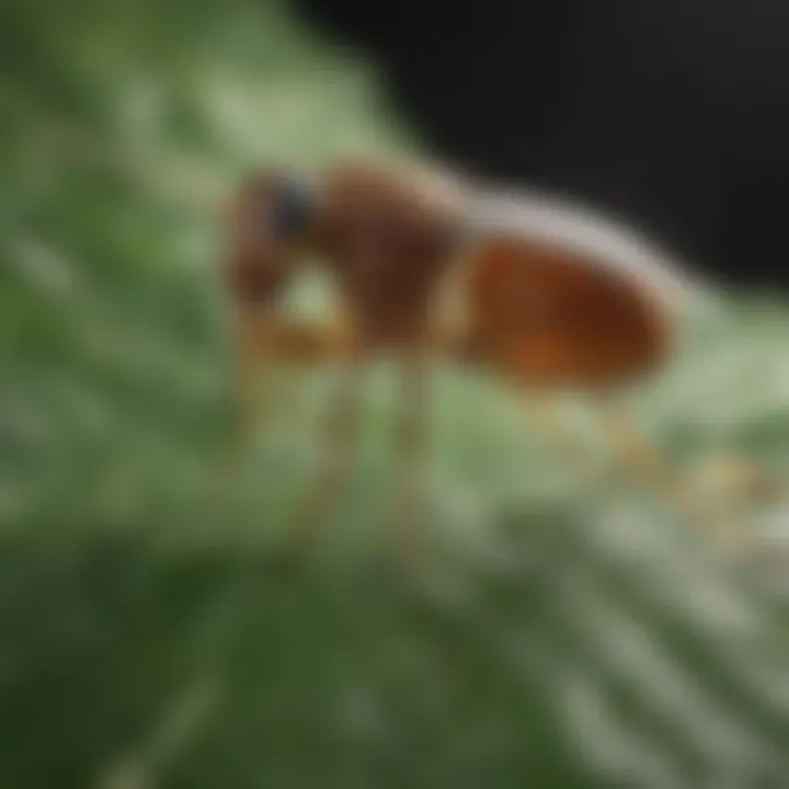 Close-up of a flea and tick on a leaf, illustrating their size and appearance.