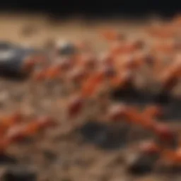Close-up view of fire ants on a mound