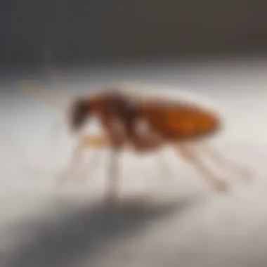 Close-up view of a flea on fabric