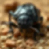 Comprehensive Strategies for Preventing Carpet Beetles Introduction