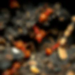Close-up view of fire ant colony underground
