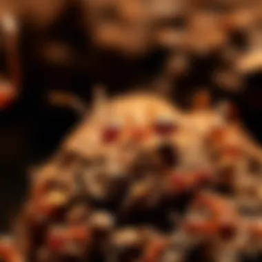 Fire Ant Behavior and Movement Diagram Diagram illustrating fire ant behavior and movement