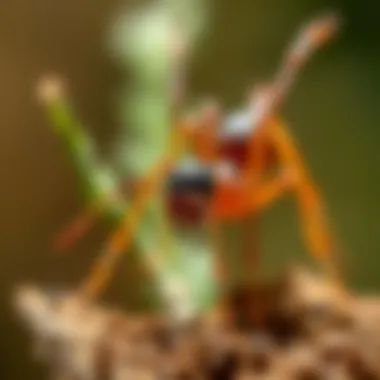 Organic Control Methods for Fire Ants Natural methods for fire ant control using organic materials