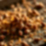 Rodent Droppings as Infestation Indicators Detailed view of rodent droppings indicating infestation signs