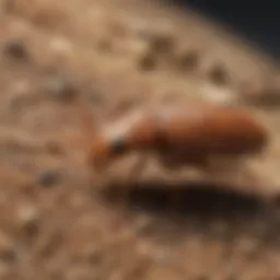 Illustration of termite biology and life cycle