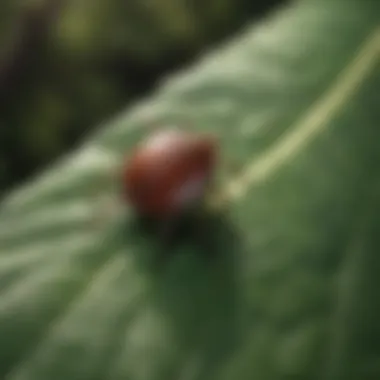 Close-up of a tick on a leaf