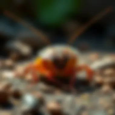 Eco-friendly pest control methods for managing cockroaches