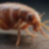 A close-up view of a flea on a pet's fur