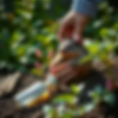 Application of castor oil repellent in a garden setting