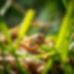 A close-up of a cricket nestled in grass