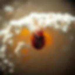 Diatomaceous Earth for Bed Bugs: Understanding its Efficacy and Application Introduction