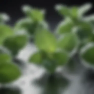 Chemical Compounds in Mint Illustration of chemical compounds found in mint that are effective against mosquitoes