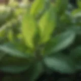 Close-up of mint leaves in sunlight showcasing their vibrant green color