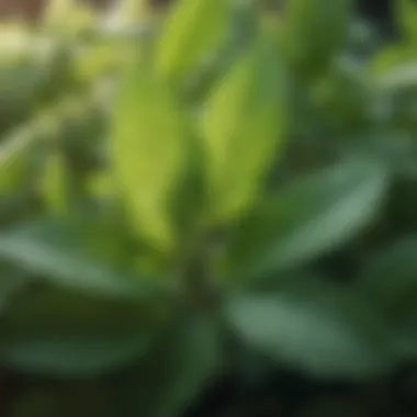 Close-up of mint leaves in sunlight showcasing their vibrant green color