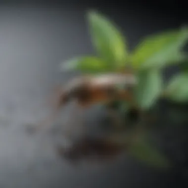 Repellent Efficacy Comparison Visual comparison of mint as a natural repellent versus traditional repellents