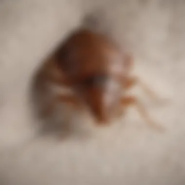 Bed bug hiding in a mattress crease