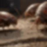 Cockroach and bed bug interaction in a natural setting