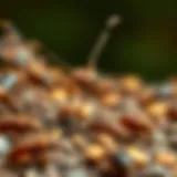 Close-up of common pests found in Dublin, Ohio