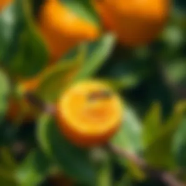 Eco-Friendly Perspectives on Pest Management with Orange Oil Visual of eco-friendly pest management with orange oil