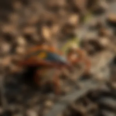 Exploring the Ecological Implications of Tick Spray Ecological impacts of tick spray usage in outdoor environments