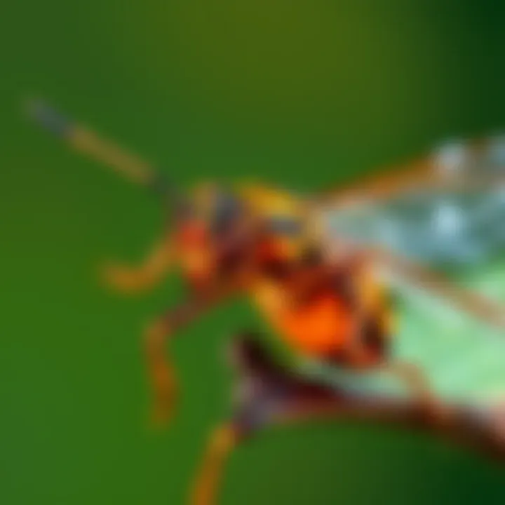 Understanding Insect Behavior for Effective Control Detailed illustration of insect behavior patterns, aiding in pest management strategies