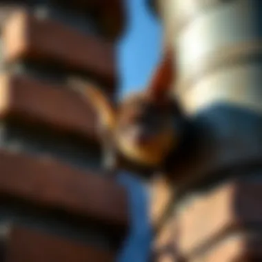Effective Approaches to Remove Bats from Your Chimney Summary Effective Approaches to Remove Bats from Your Chimney Summary